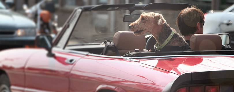 Car insurance dog large